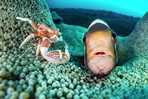 Clownfish Prints: Saddleback anemonefish (Amphiprion polymnus) and a Spotted porcelain crab (Neopetrolisthes maculatus)
