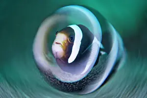 Photographic Effect Prints: Saddleback anemonefish (Amphiprion polymnus) swimming above a Sea anemone (Stichodactyla sp)