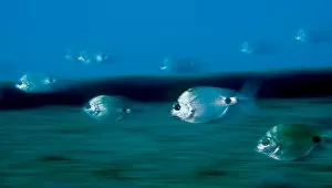 Saddled bream (Oblada melanura) swimming in ghostlike formation, Pico, Azores, Portugal