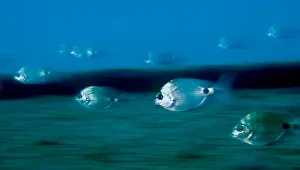 Magnus Lundgren Prints: Saddled bream (Oblada melanura) swimming in ghostlike formation, Pico, Azores, Portugal