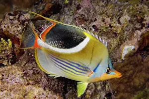 Beautiful Prints: Saddled butterflyfish (Chaetodon ephippium) portrait, Guam, Micronesia, Pacific Ocean