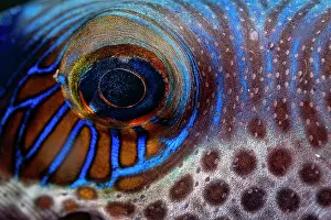 Eyes Prints: Saddled pufferfish (Canthigaster valentini) eye detail