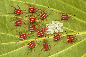 Animal Eggs Gallery: Safety in Numbers - Giant Shield bug nymphs (Pycanum sp