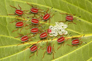 Nymph Prints: Safety in Numbers - Giant Shield bug nymphs (Pycanum sp