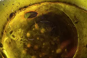 Submerging Prints: Saffron-bellied frog (Chaperina fusca) eggs and tadpoles submerged in water inside plant