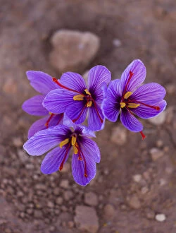 Purple Gallery: Saffron crocuses (Crocus sativus), cultivated for saffron, Lleida, Catalonia, Spain, November