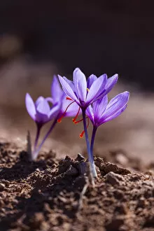 Saffron crocuses (Crocus sativus), cultivated for saffron, Lleida, Catalonia, Spain