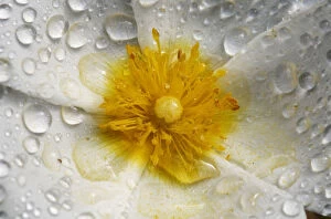 Sage leaved cistus (Cistus salvifolius) close-up of flower covered in raindrops, Crete