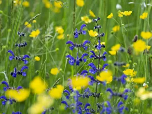 March 2022 highlights Gallery: Sage (Salvia pratensis) and Buttercup, (Ranunculus acris) in wildflower meadow, Mount Baldo, Italy