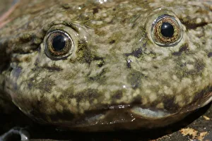 Slimy Prints: Saggy skinned frog (Telmatobius culeus) adult in Lake Titicaca