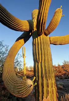 Succulents Prints: Saguaro cactus (Carnegiea gigantea), El Pinacate Biosphere Reserve, Sonoran desert, Mexico