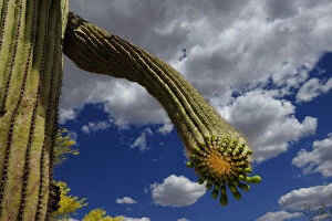 Saguaro cactus (Carnegiea gigantea) buds, Organ Pipe Cactus National Monument, Sonora Desert