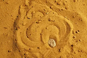 Sahara sand viper (Cerastes vipera) burrowing into sand to hide, captive