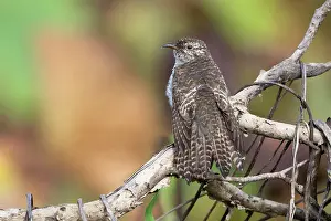 Rear View Prints: Sahul brush cuckoo (Cacomantis variolosus) juvenile
