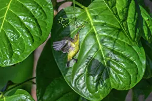 New Ireland Prints: Sahul sunbird (Cinnyris frenatus) nectaring from a flower