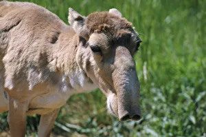 Saiga antelope female {Saiga tatarica}