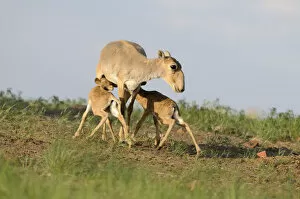 Images Dated 17th May 2009: Saiga antelope (Saiga tatarica) with two calves suckling near Cherniye Zemli (Black
