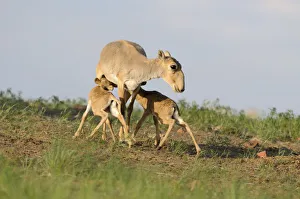 Steppe Prints: Saiga antelope (Saiga tatarica) with two calves suckling near Cherniye Zemli (Black