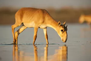 Saiga antelope (Saiga tatarica) drinking Astrakhan, Southern Russia, Russia