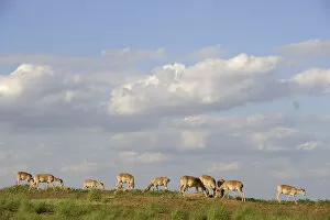 Images Dated 16th May 2008: Saiga antelope (Saiga tatarica) herd at salt lick, Cherniye Zemli (Black Earth) Nature Reserve