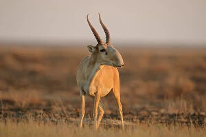 August 2023 Highlights Collection: Saiga antelope (Saiga tatarica) male, standing in grassland in morning sunlight, Betpak Dala