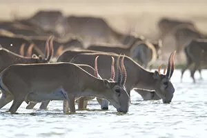 Saiga antelope (Saiga tatarica) males drinking Astrakhan Steppe, Southern Russia