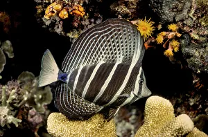 Animal Markings Prints: Sailfin tang (Zebrasoma veliferum) on coral reef at night, Indonesia, Indo-Pacific