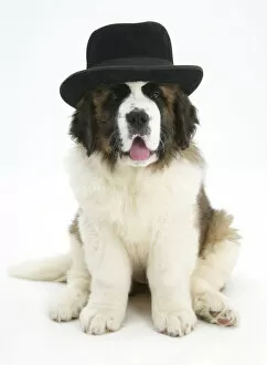 Saint Bernard puppy, wearing a black hat