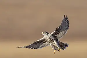 Saker falcon (Falco cherrug) in flight, Margaz Mountains, Western Mongolia