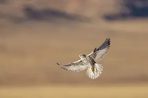 Falcon Prints: Saker falcon (Falco cherrug) in flight, Margaz Mountains, Western Mongolia