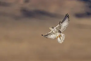 Saker falcon (Falco cherrug) in flight, Margaz Mountains, Western Mongolia