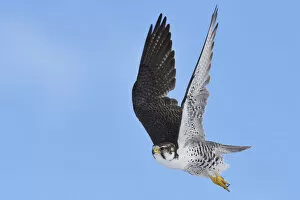 Images Dated 14th October 2016: Saker falcon (Falco cherrug milvipes) in flight, Keke Xili, Changtang, Tibetan Plateau