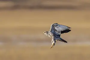 Taking Off Prints: Saker falcon (Falco cherrug) taking flight, Margaz Mountains, Western Mongolia