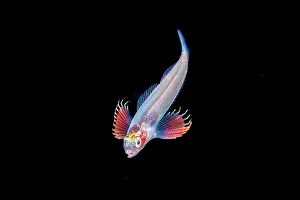 Salariinin blenny (Istiblennius sp.) ophioblennius-stage larva, in open ocean at night, Yap, Federated States of Micronesia, Pacific Ocean