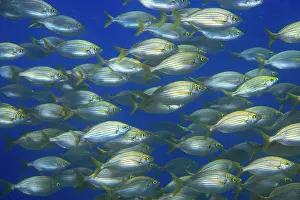 School Prints: Salema porgy (Sarpa salpa) shoal, Tenerife, Canary Islands, Atlantic Ocean