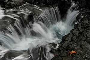 Long Exposure Prints: Sally Lightfoot crab (Grapsus grapsus) on black volcanic rock along the shore