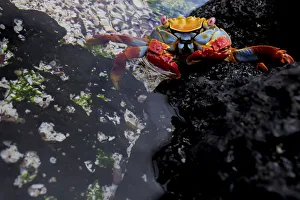 Grapsus Prints: Sally lightfoot crab (Grapsus grapsus) at waters edge, Floreana Island, Galapagos