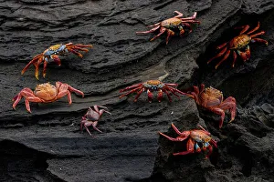 Sally Lightfoot crabs (Grapsus grapsus) on coastal volcanic rocks, Santiago Island, Galapagos National Park, Galapagos Islands