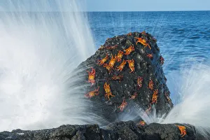 Fernandina Island Prints: Sally lightfoot crabs (Grapsus grapsus) on rock with waves, Cape Douglas