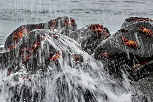Wave Prints: Sally Lightfoot crabs (Grapsus grapsus) on rocks caught in the swell