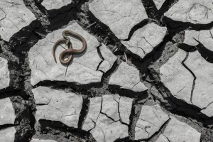 Nick Hawkins Prints: Salmon-bellied racer snake (Mastigodryas melanolomus) resting on cracked mud, Palo