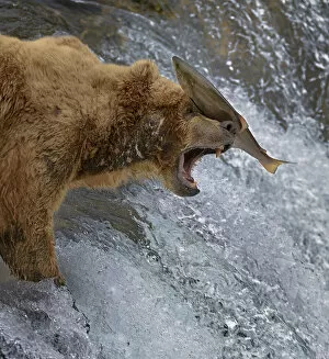 Images Dated 14th July 2009: Salmon landing on head of Grizzly bear (Ursus arctos horribilis) as it is leaping up rapids