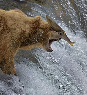 Oncorhynchus Prints: Salmon landing on head of Grizzly bear (Ursus arctos horribilis) as it is leaping up rapids
