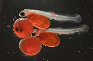 Images Dated 1st January 2005: Salmon (Salmonidae) fry with egg case still attached, Lake Kuril, Kamchatka, Far East Russia