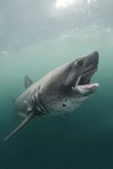 Predation Gallery: Salmon shark (Lamna ditropis). Port Fidalgo, Alaska, USA. July