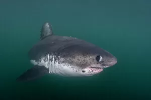 December 2022 Highlights Gallery: Salmon shark (Lamna ditropis) swimming, Prince William Sound, Alaska, USA, Pacific Ocean