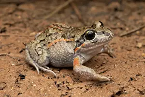 Limnodynastes Prints: Salmon-striped frog (Limnodynastes salmini) portrait, The Gums, Queensland, Australia