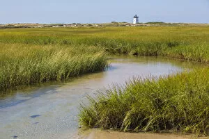 Salt marsh cord grass (Spartina alterniflora) on shore of Cape Cod, with Long Point