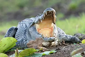 Thermoregulation Prints: Saltwater crocodile (Crocodylus porosus) basking in evening sunshine