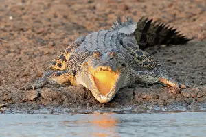 Thermoregulation Prints: Saltwater crocodile (Crocodylus porosus) basking on mud banks of Corroboree billabong